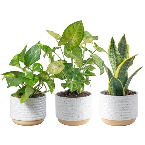 Costa Farms Air Purifying Live Plants, Easy to Grow Indoor Houseplants (3-Pack)